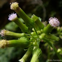 Erechtites valerianifolius (Link ex Spreng.) DC.